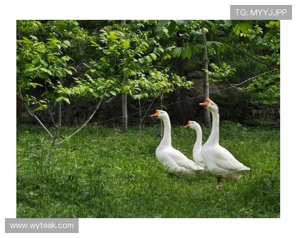 李伟独家分享乒乓球技巧与心得助你提升球技的秘密武器
